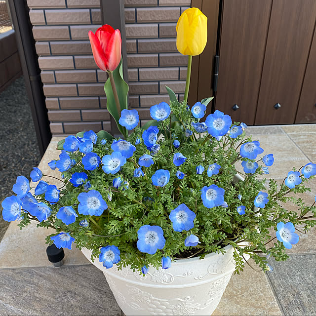emiotsu0822さんの実例写真