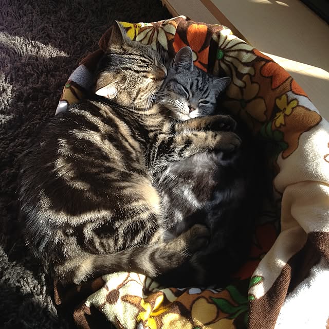 mikomaruさんの実例写真