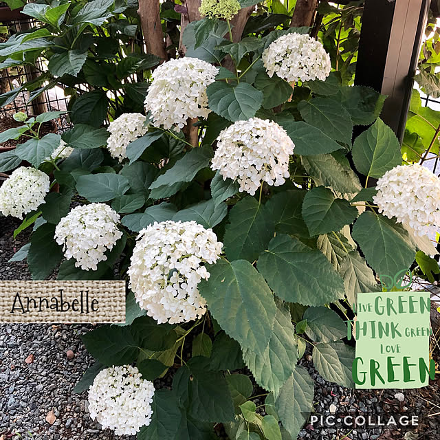 Alohaさんの実例写真