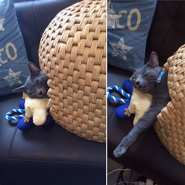 Yumikoさんの実例写真