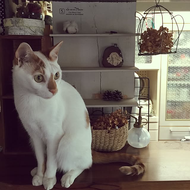 Satchiiさんの実例写真