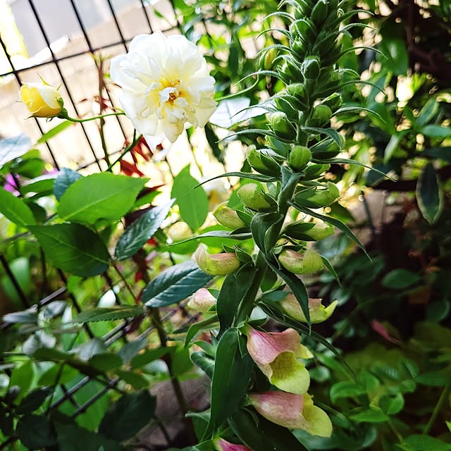 mimi828さんの実例写真