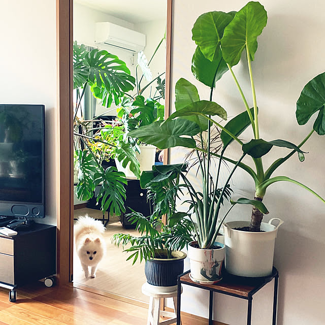 部屋全体/モナ氏/観葉植物/植物のある暮らし/観葉植物好き...などのインテリア実例 - 2024-09-21 20:34:42