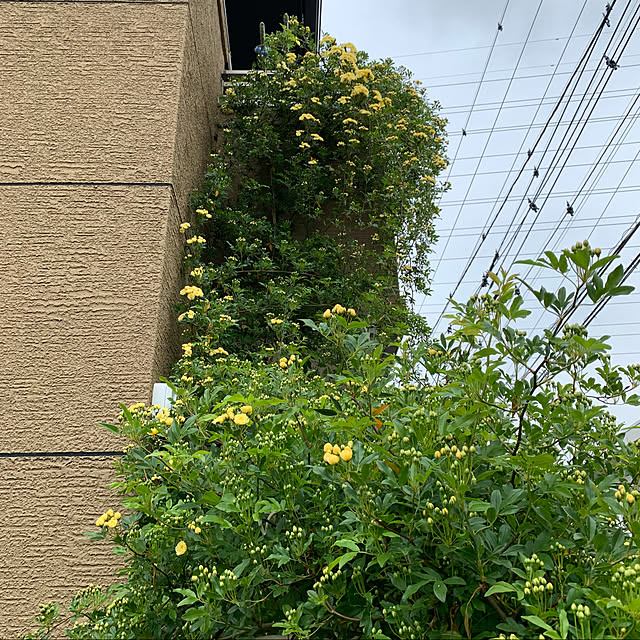 selina_yiyiさんの実例写真