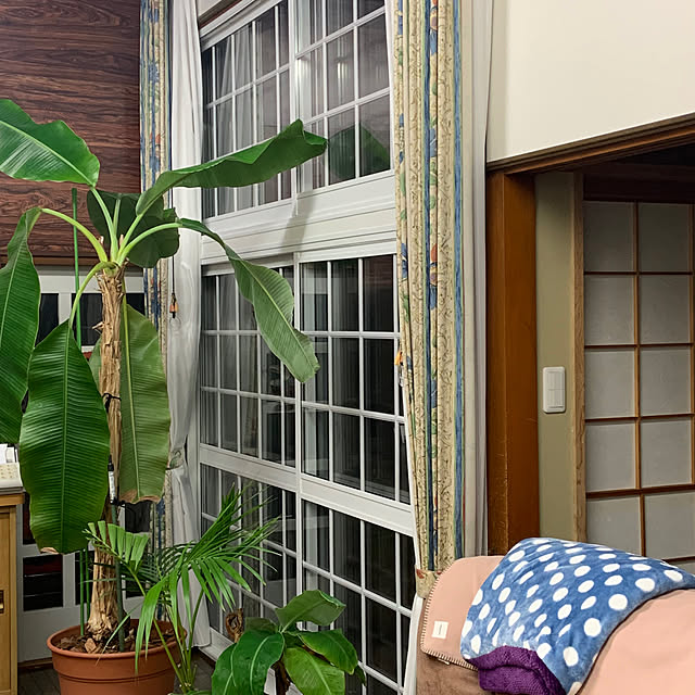 観葉植物/部屋全体のインテリア実例 - 2023-05-03 19:30:27