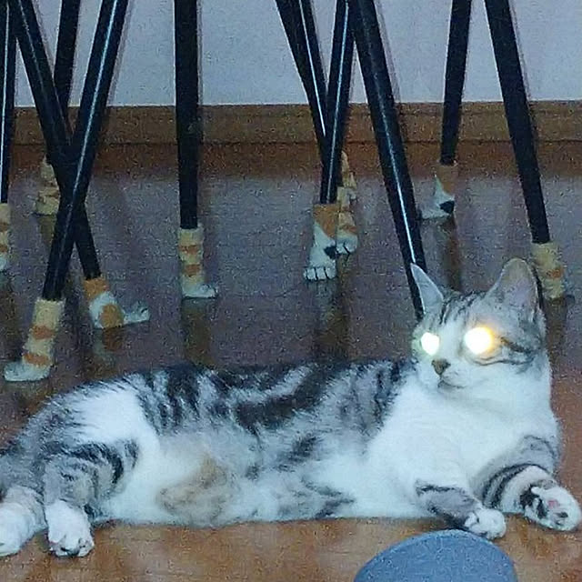 salangさんの実例写真