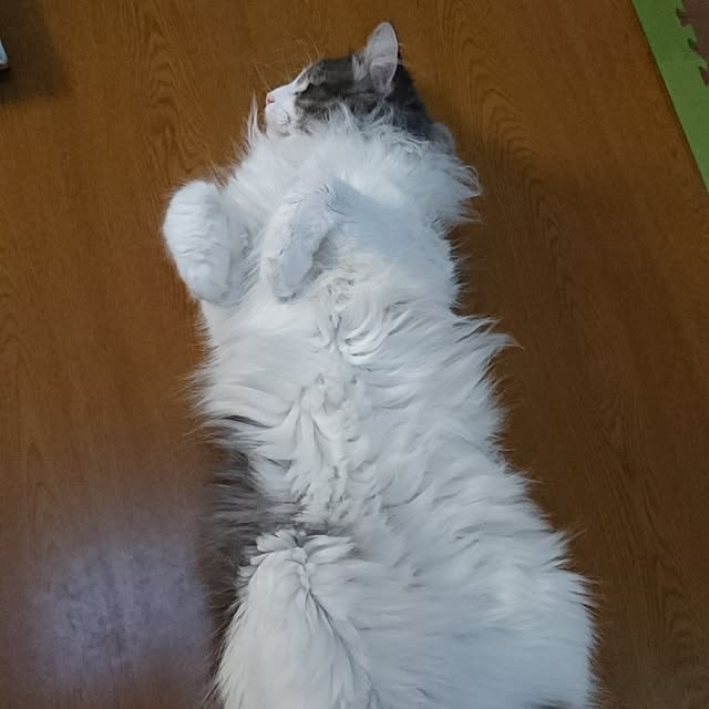 shinobuさんの実例写真