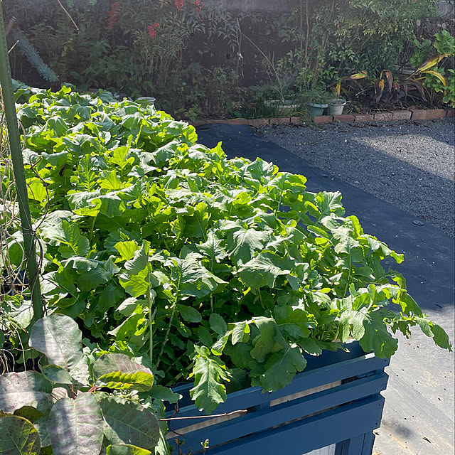 natsumiさんの部屋