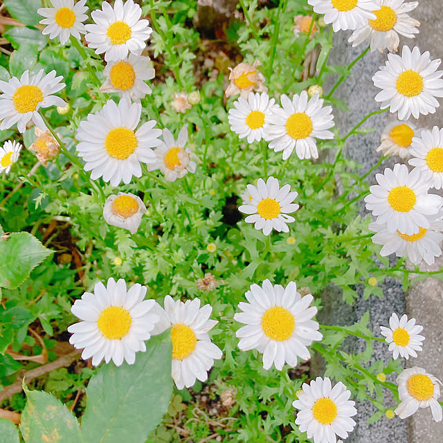 Hanakaさんの部屋