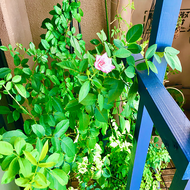 naokoさんの部屋