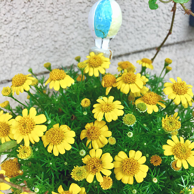 takakoさんの実例写真