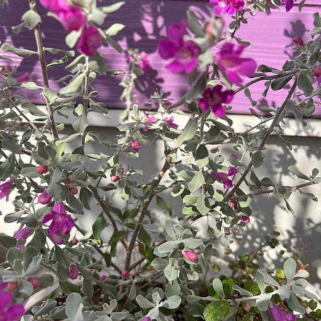 AYUKOさんの実例写真