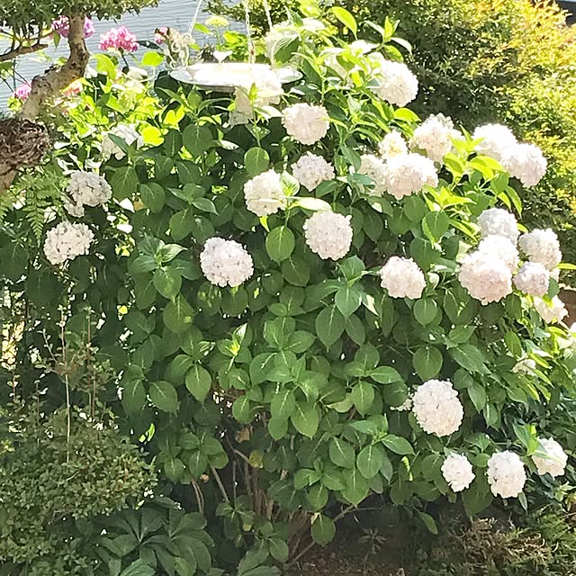 samanthakitchenさんの実例写真