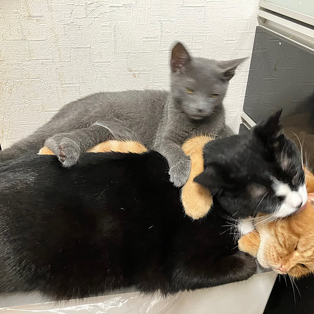 nekoさんの部屋