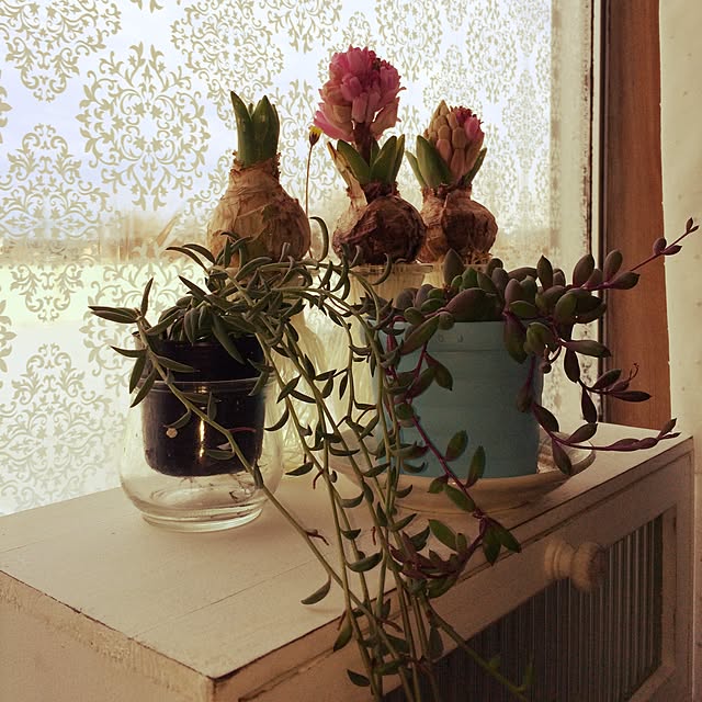 scabiosa1982さんの実例写真