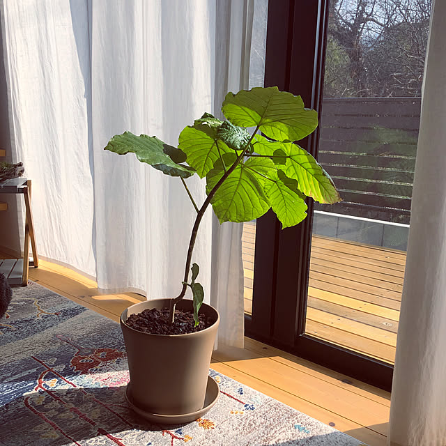 無垢の床/小さい平家/観葉植物/無印良品/リビングのインテリア実例 - 2022-01-28 13:23:16