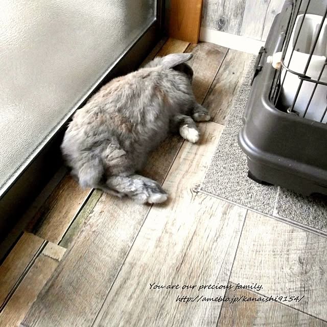 wa-ga-yaさんの実例写真