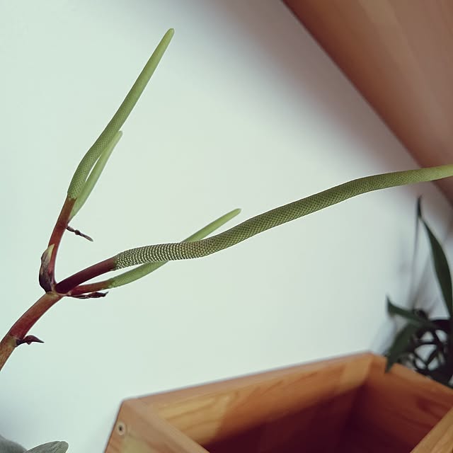 ruantaiさんの部屋