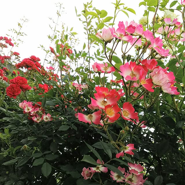 shoko0420さんの実例写真