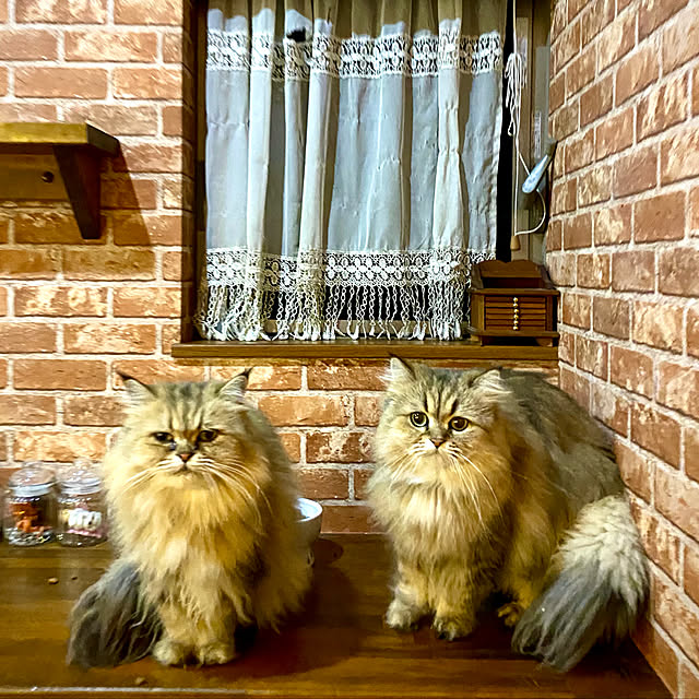 butachanさんの実例写真