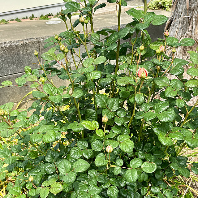 SIELUさんの部屋