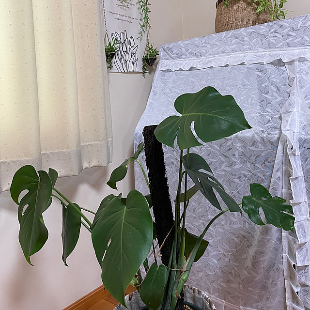 kakoさんの実例写真
