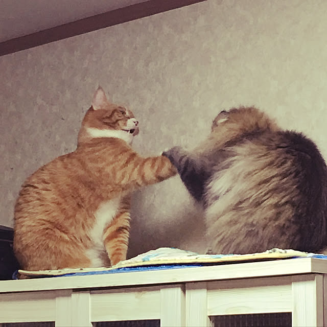 CATさんの実例写真