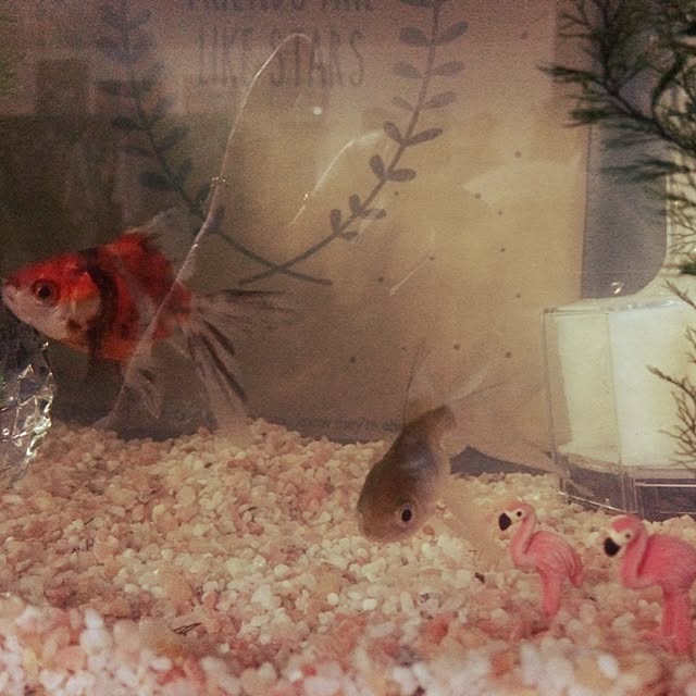 maiさんの実例写真
