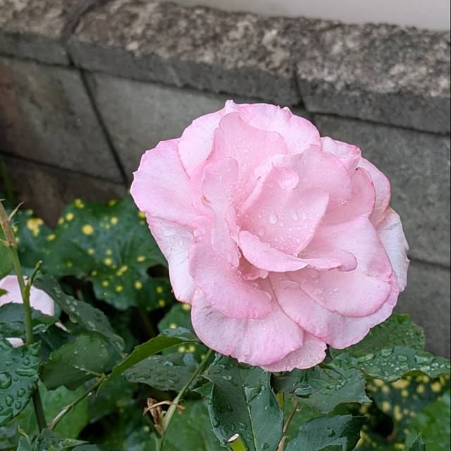 minnieさんの部屋