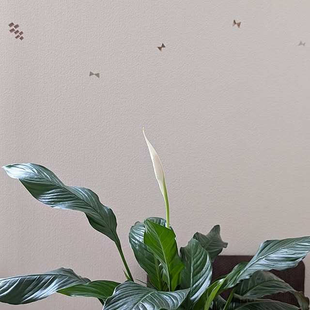 KOHAKUさんの部屋