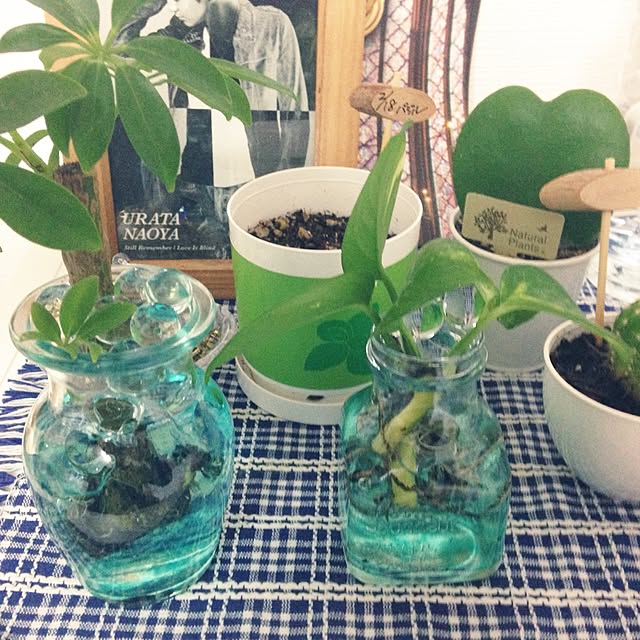 棚/セリア/植物のインテリア実例 - 2015-04-10 01:05:11