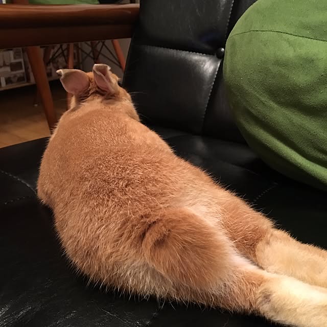 mariさんの実例写真