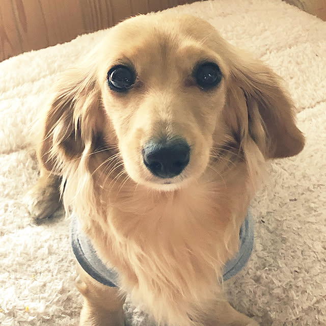 COCOさんの実例写真