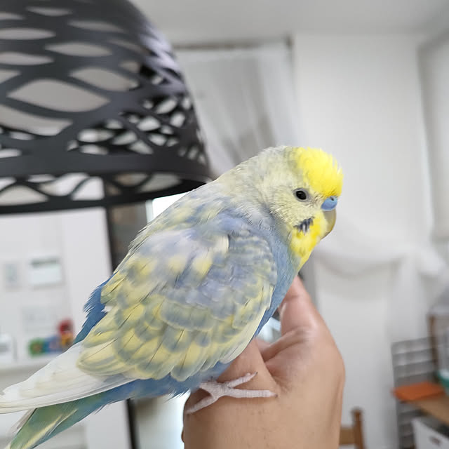 キッチン/IKEAカーテン/オーデリック/セキセイインコのいる暮らし/リモコンニッチのインテリア実例 - 2022-08-24 13:32:35