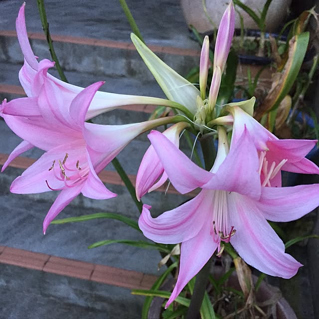 cafeaulait3735さんの実例写真