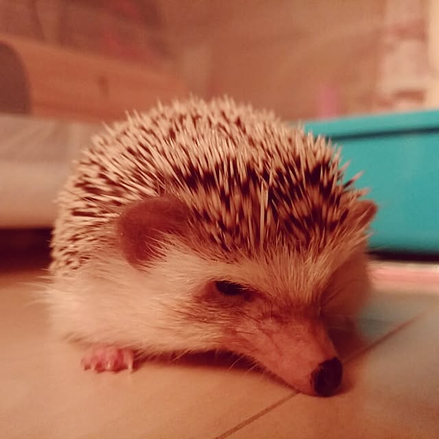 kuruさんの実例写真