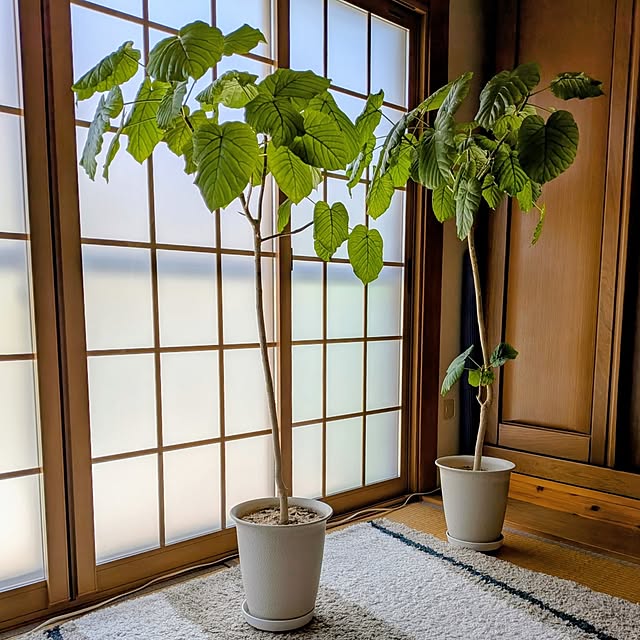 Renさんの実例写真
