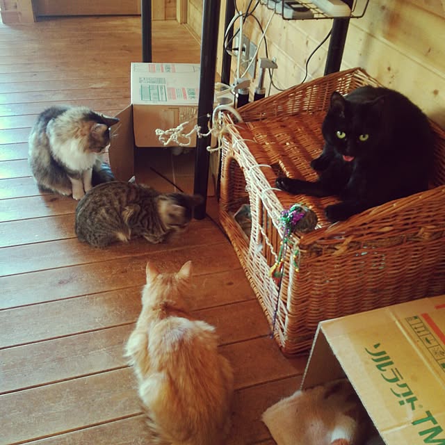 Maki-nekomamireさんの実例写真