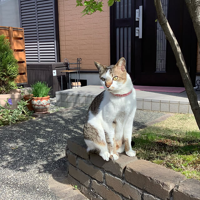haruminさんの実例写真