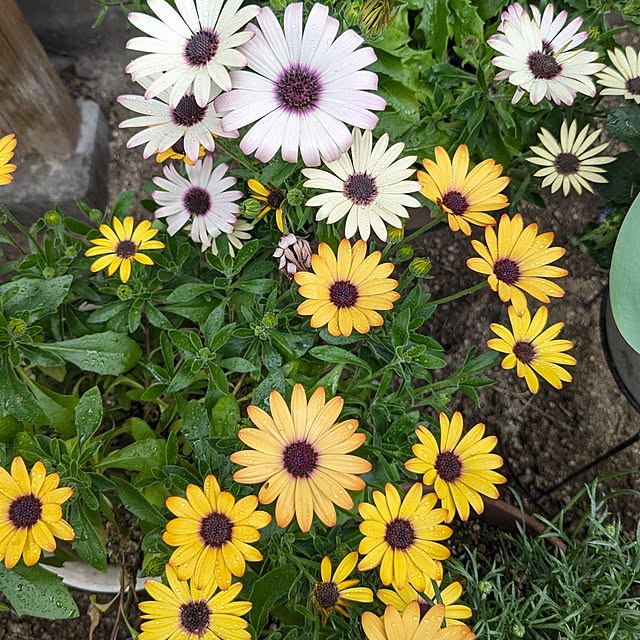 mofukoさんの部屋