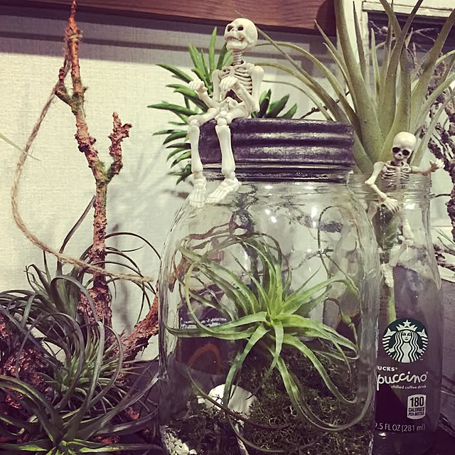 棚/DIY/観葉植物/雑貨/多肉植物...などのインテリア実例 - 2016-04-17 22:53:56