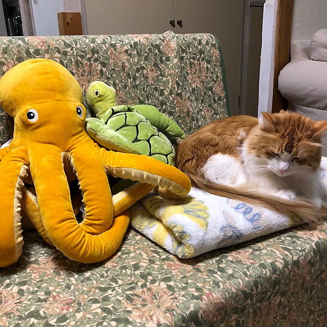 uchidaizuさんの実例写真