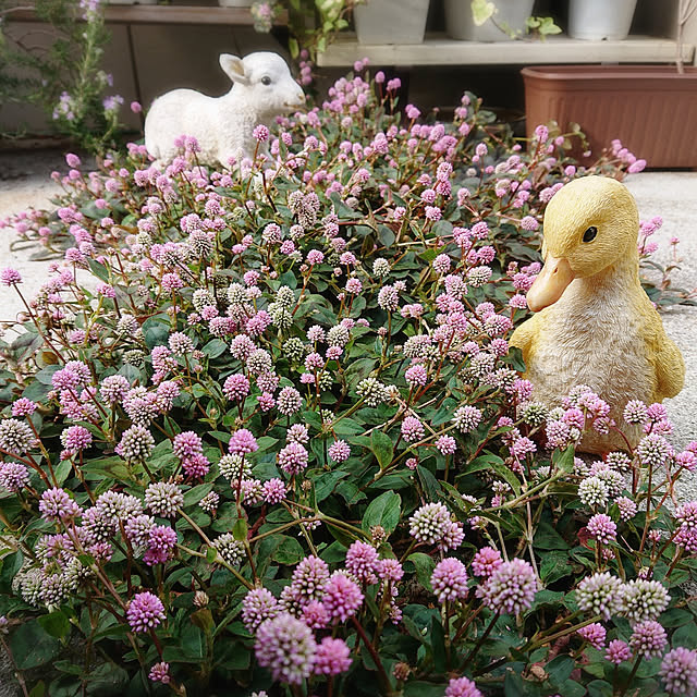 Gomaさんの実例写真