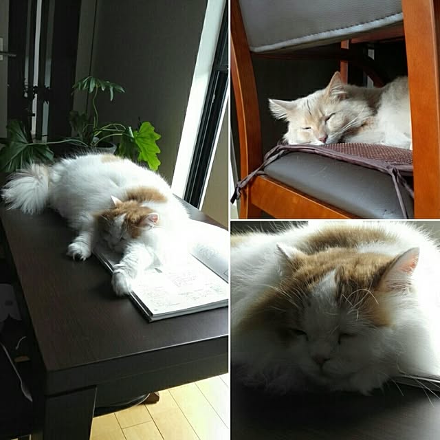 1ldksさんの実例写真