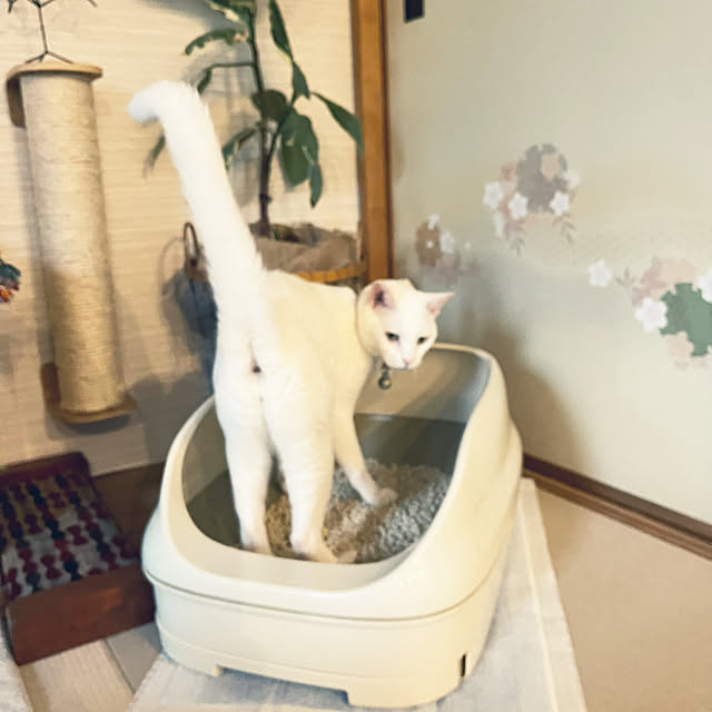hanaさんの実例写真