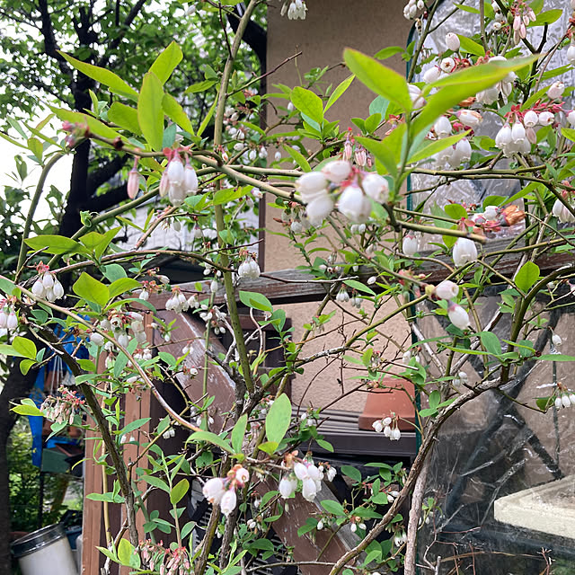 amiromikaさんの部屋