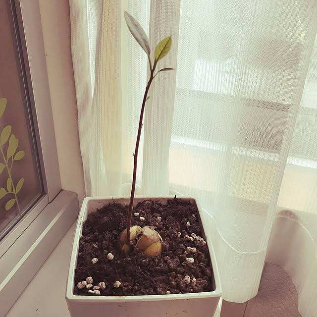 hanatoraさんの実例写真