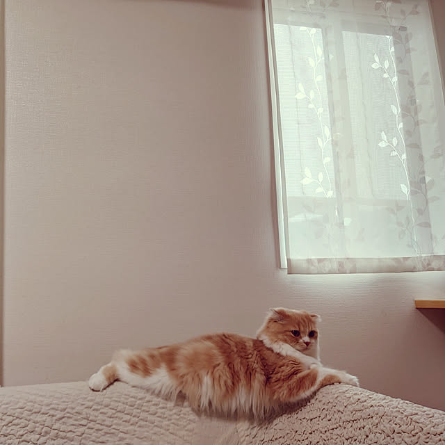 akkiiiさんの実例写真