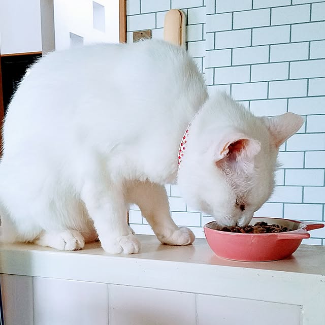 Kinanさんの実例写真