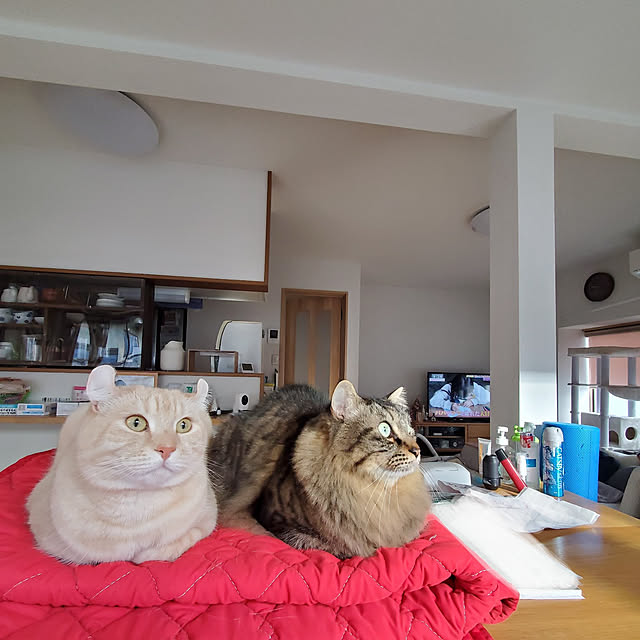 makoさんの実例写真